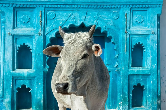 sacred cow in India