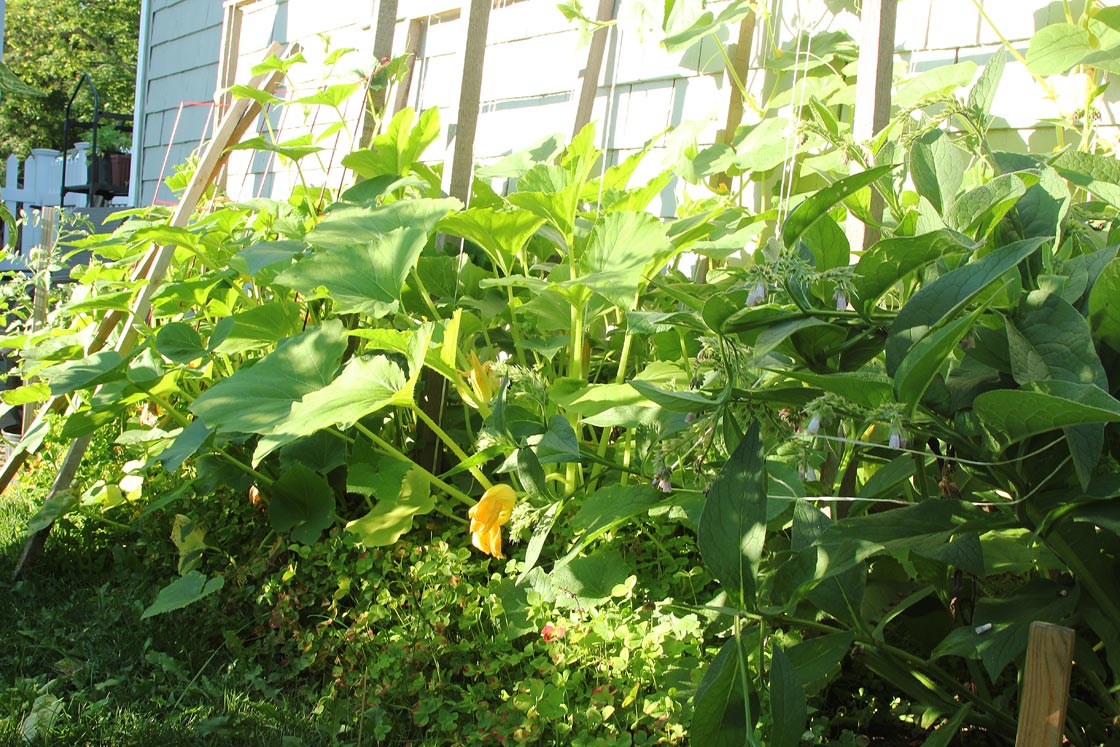 organic vegetable garden