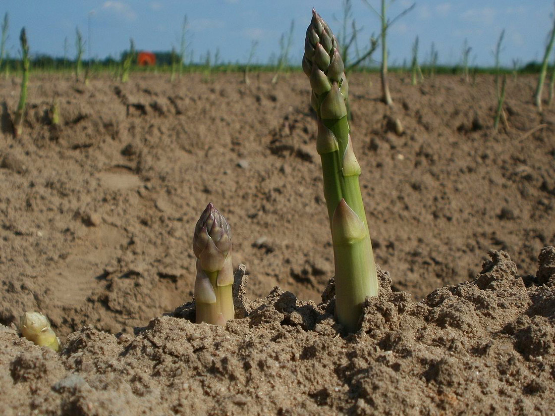Growing asparagus sprouts emerge