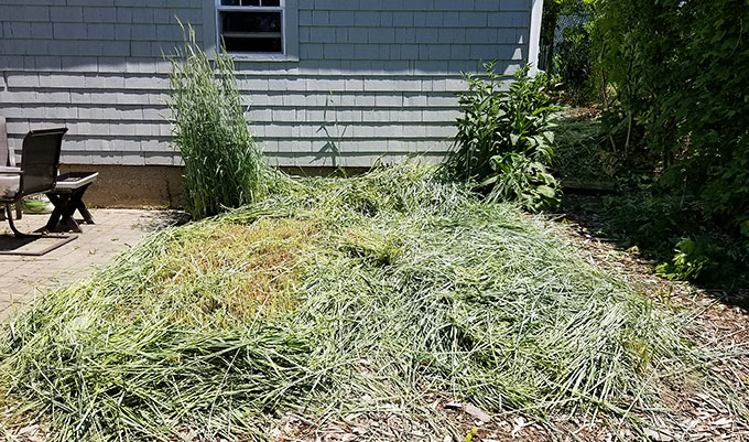 Rye Grass Cover Crop