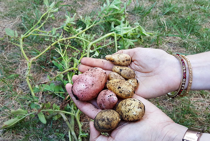 potatoes grown in my backyard garden