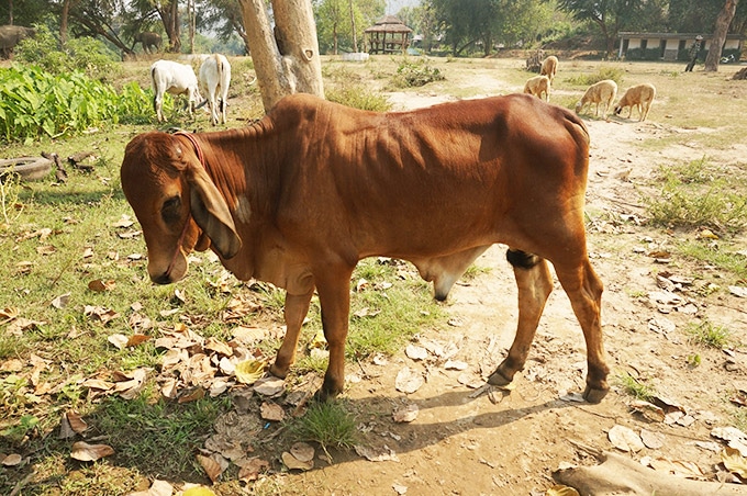 Indian cow with a hump on his back