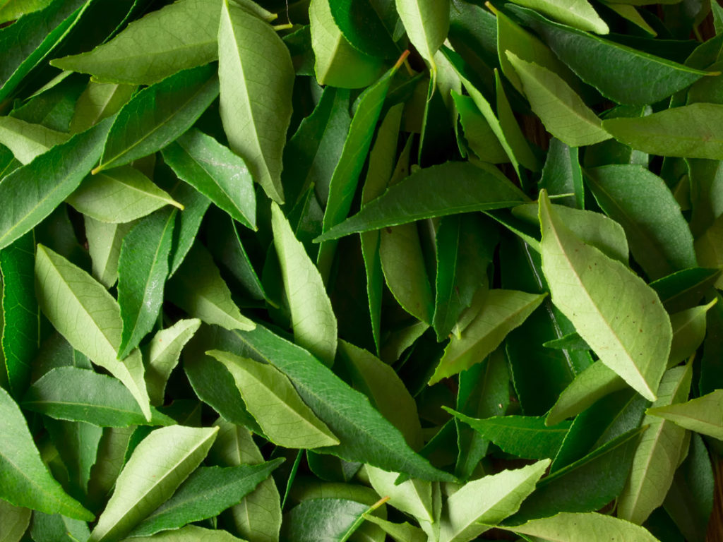 Indian-ingredient-substitutions-curry leaves