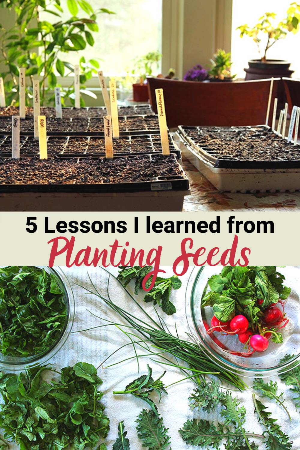 5 Lessons Planting Seeds Taught Me About Life