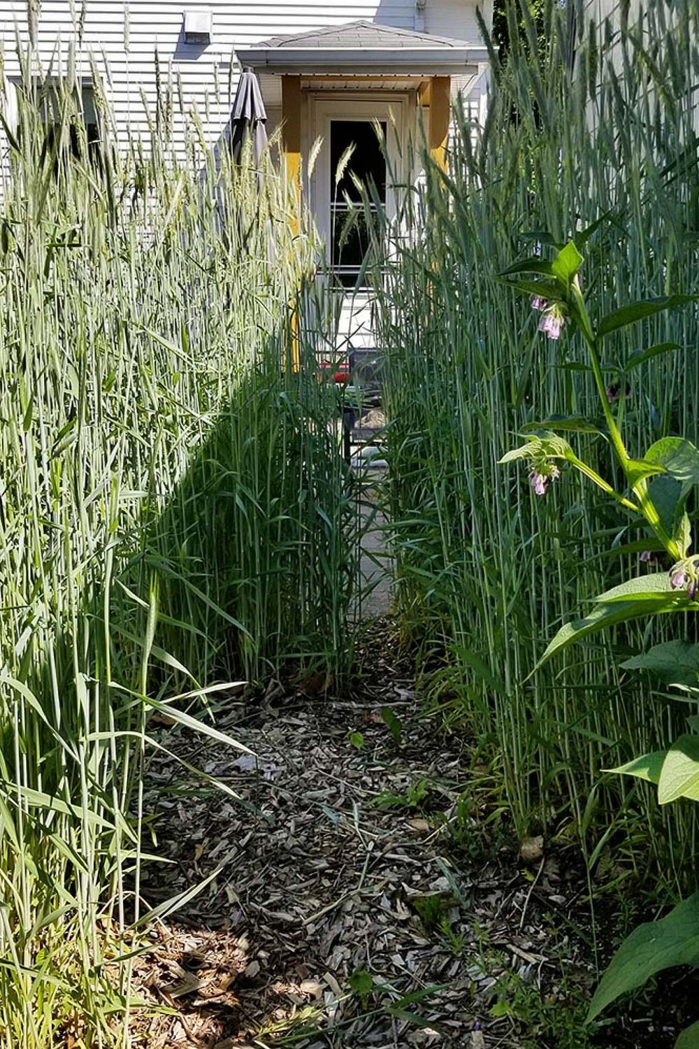 Why I Grew a ‘Crazy’ Rye Grass Cover Crop in My Backyard