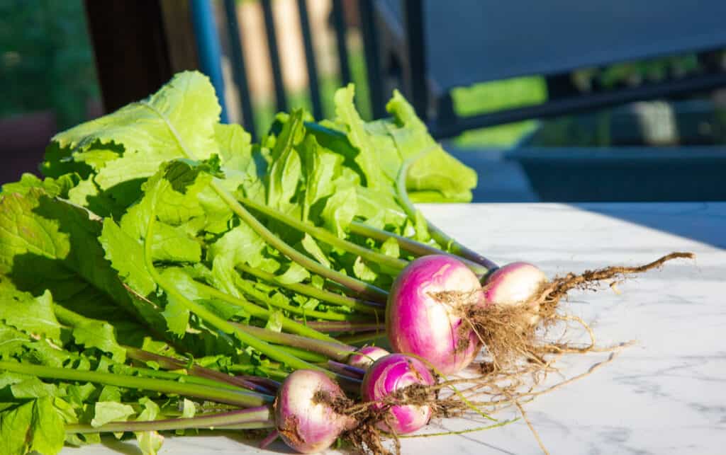 baby turnips and greens