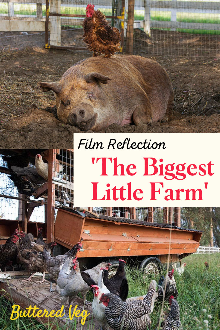 Film Reflection: ‘The Biggest Little Farm’ Is Mindfulness 101