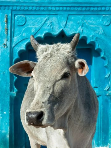 An indian holy cow