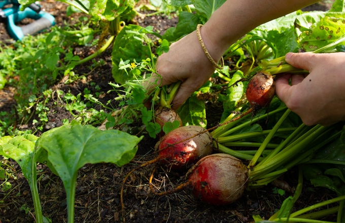 picking beets from the garden