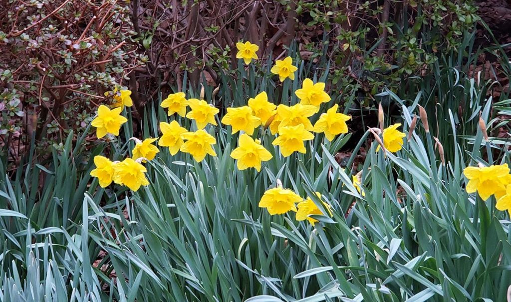 daffodils blooming in spring