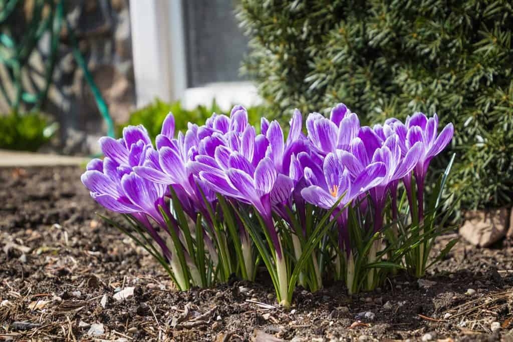 spring flowers