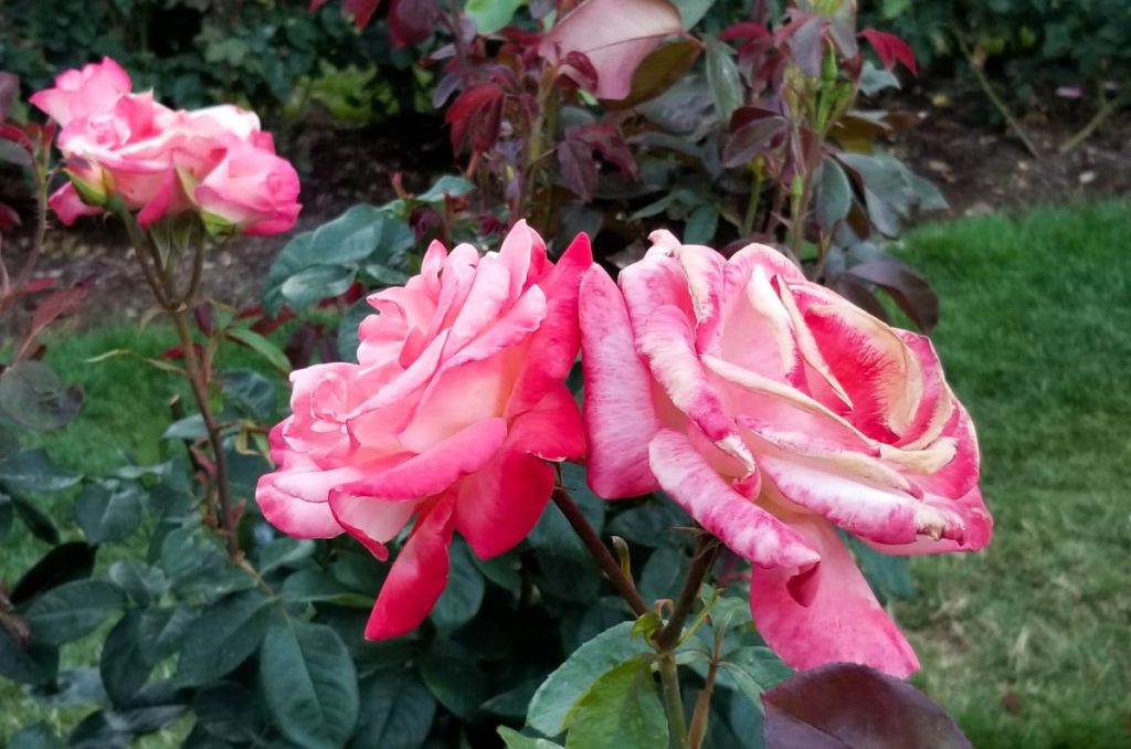 a pair of roses