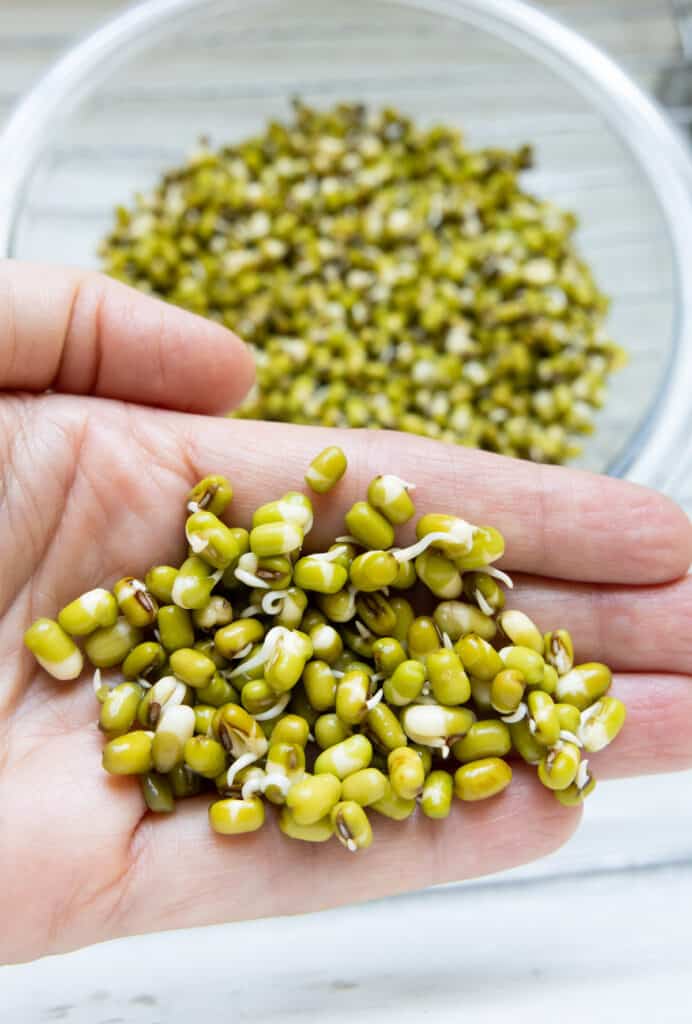 sprouted mung beans