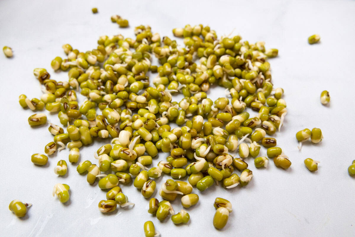 mung beans sprouting