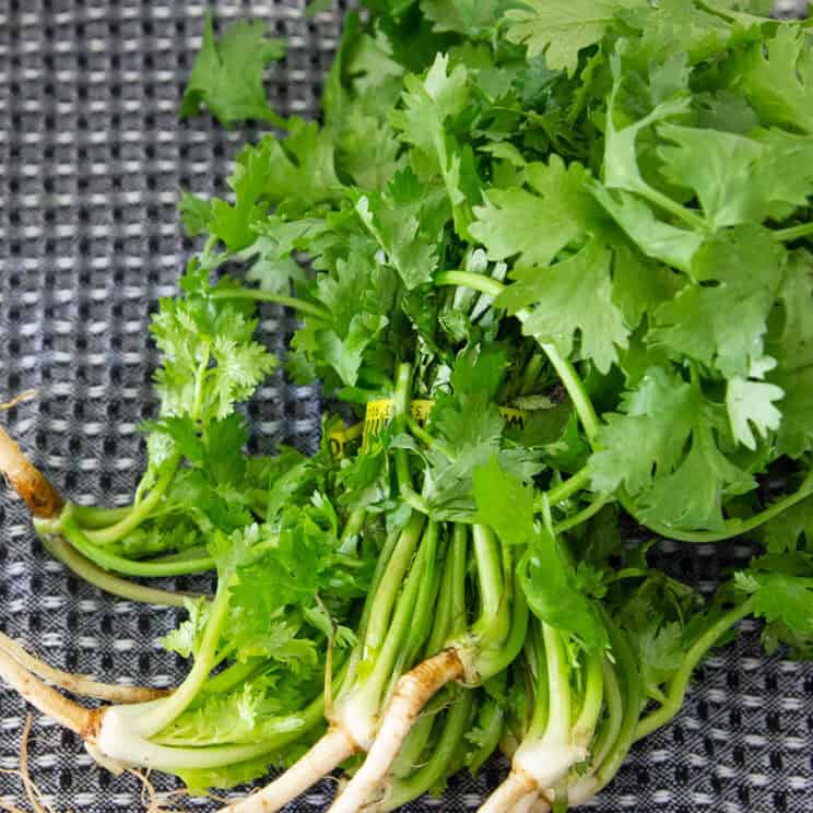 Cilantro